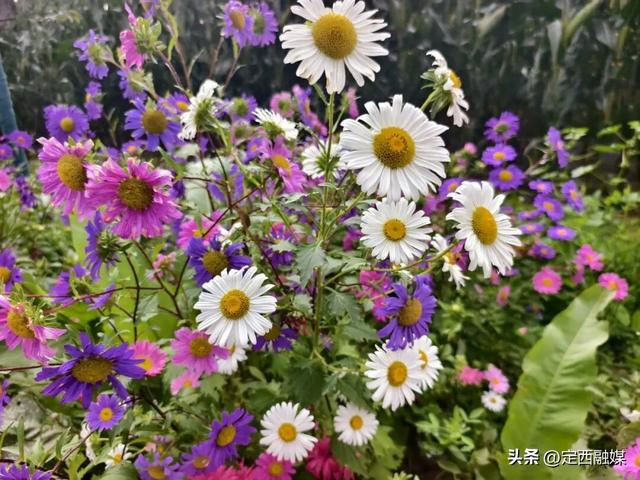 宁远镇：翠菊绽金秋 公路变画廊