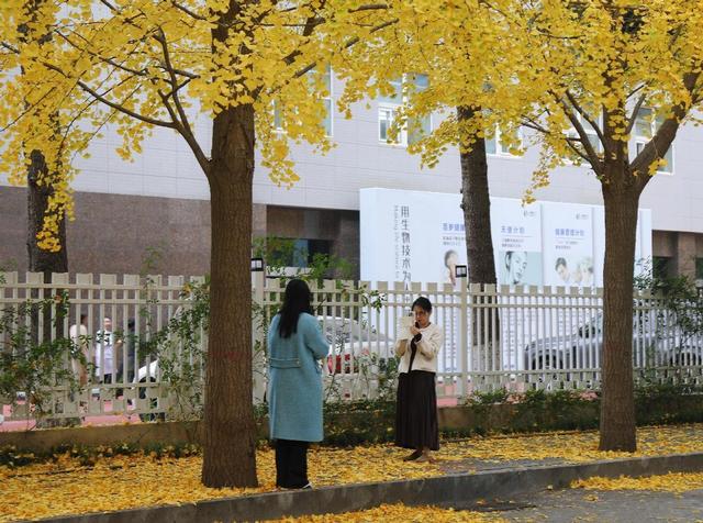 满城尽带“黄金甲” 来高新区邂逅“银杏的幸福时光”