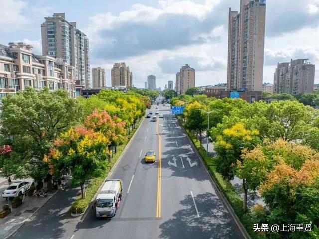 秋之栾树，限时浪漫上线，速去打卡→