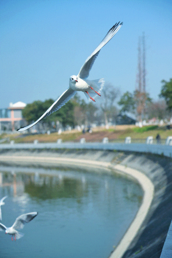 走，成都出发看“海鸥”！24分钟拢德阳，动车5分钟一趟说走就走