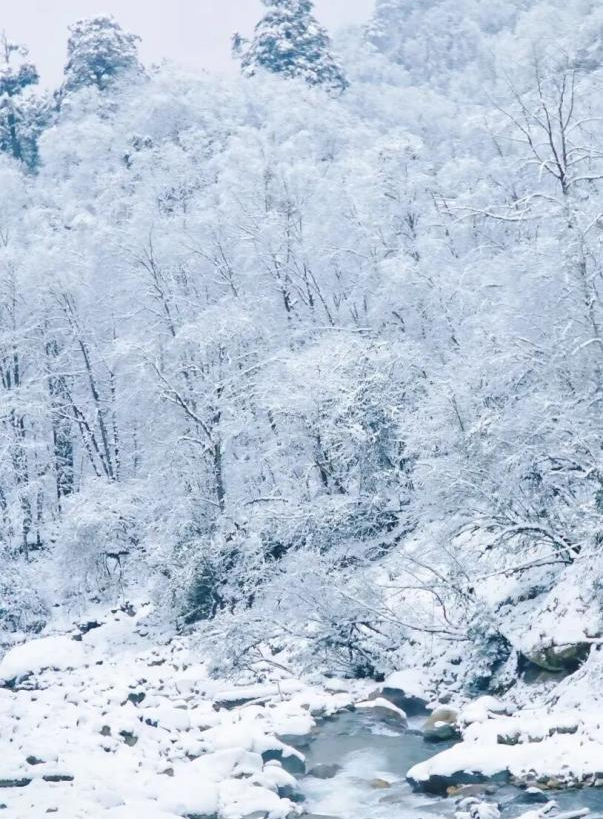 在雅安！！这么美的雪景我当然狠狠宣传啊啊啊！！