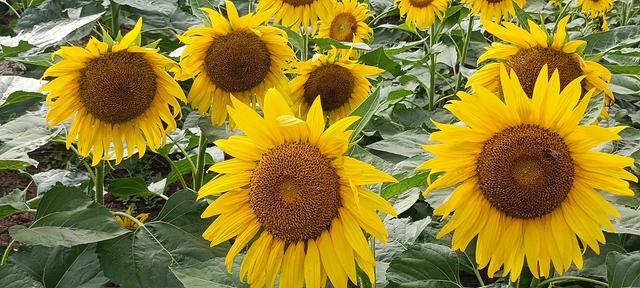 鸭凫峪鹿走沟向日葵🌻花海惊艳亮相！
