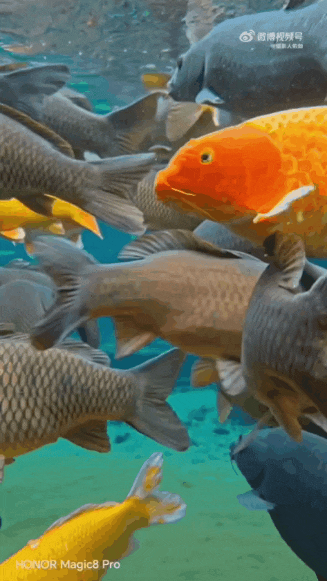 被济南泉水下的世界惊艳到了！