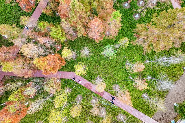 凤凰苑植物园：五彩林木绘就初冬美景