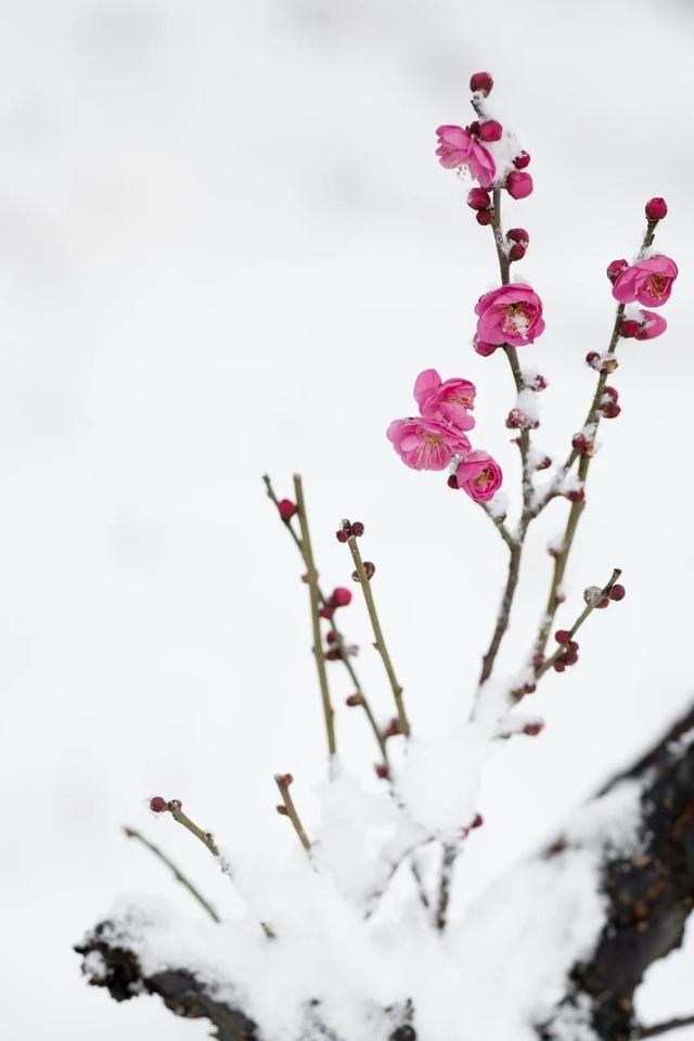 航小天带你看长安 | 唐村首批梅花悄然绽放
