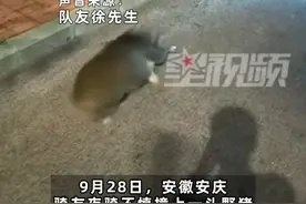 男子夜骑撞上一头野猪，车子前叉断裂：像撞到了墙上一样图片