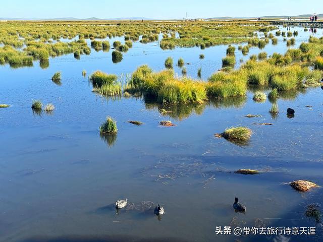 若尔盖大草原之花湖的梦幻仙境