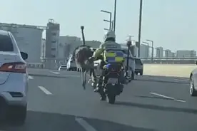 郑州鸵鸟出逃大结局来了！主人现身致歉讲述鸵鸟出逃原因图片