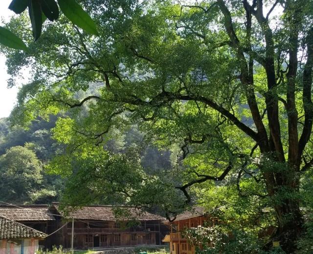 湖南1500年梓叶槭黄叶了,全国不到500株,上百年的只找到一株