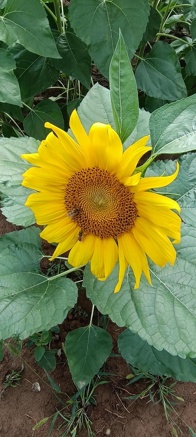 鸭凫峪鹿走沟向日葵🌻花海惊艳亮相！