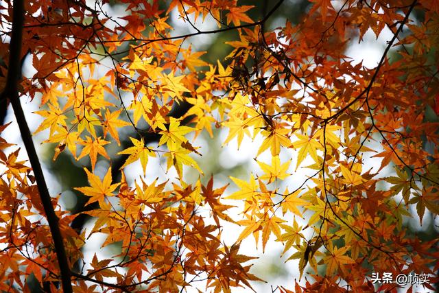 层林尽染，上海红叶特色公园闵行红园枫叶色彩斑斓进入最佳观赏季