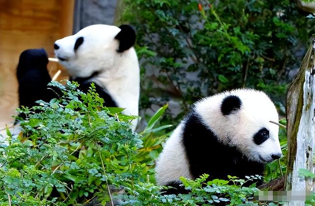 没有回旋余地，中国下令直接收回，17万日本人泪奔，高市闯祸了！