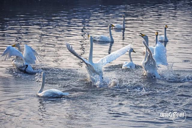 冬游威海 | “鹅”在这儿呢！