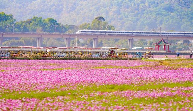 中山这片粉色花海，开了！
