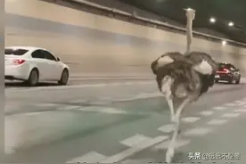 鸵鸟迈着六亲不认的步伐狂奔，交警左右护法！鸵鸟：都是因为爱情图片