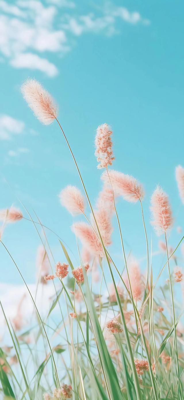 手机壁纸|简单大气的自然美景