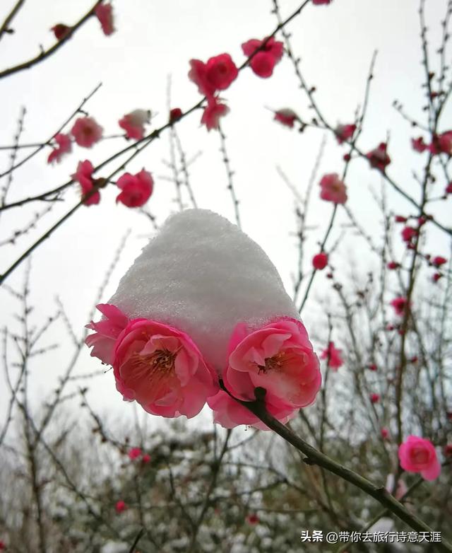 南京2026年第一场雪，梅花山、琵琶湖雪景