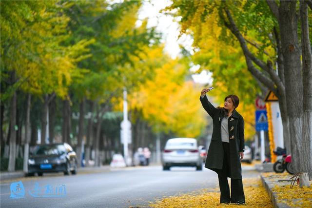 宿迁这条大道“美出圈”！满城尽带“黄金甲”，等你“杏”会