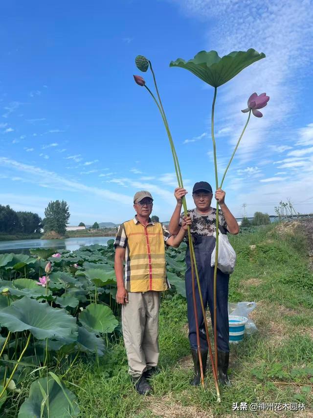 千年古莲绽新颜:“莲痴”徐钢让沉睡千年的古莲焕发新生