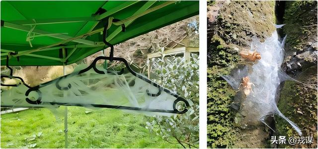 万圣节破布测物种？蜘蛛启发科学家创建人工蛛网，捕获空气中DNA