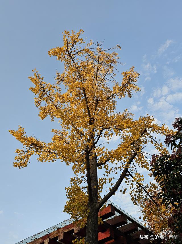 初冬时刻，李戒园的银杏叶，黄透了天，黄透了地，天地和谐共生!