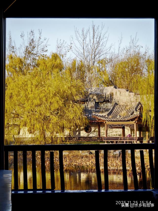 金柳，最后的一抹秋色