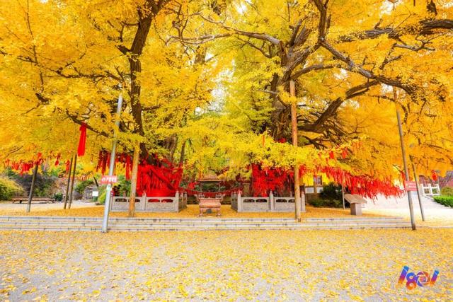 顶流“约会”，主角2500岁 ！潍坊安丘城顶山！