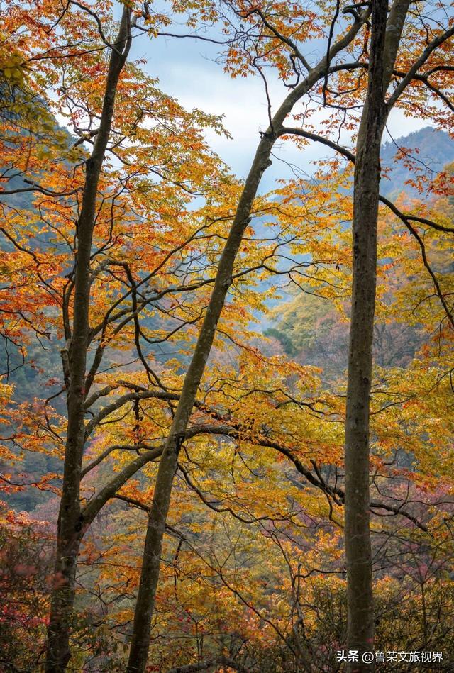 光雾山：川陕腹地的红叶秘境与千年回响