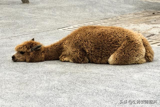 游览漳州开发区，临港新城风华起，双鱼岛上观景奇：留束剪影集！