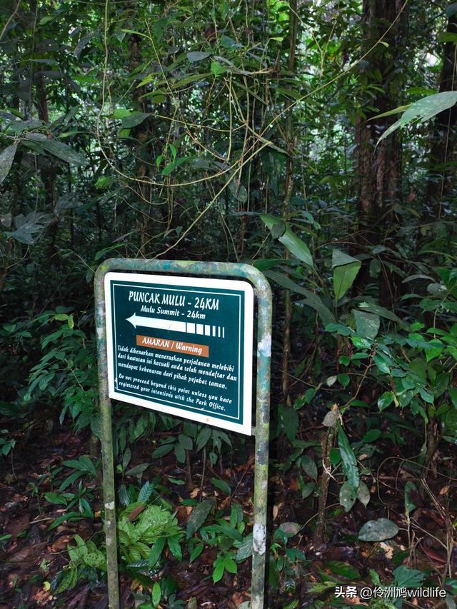 马来西亚(30)砂拉越州④姆鲁山徒步线路