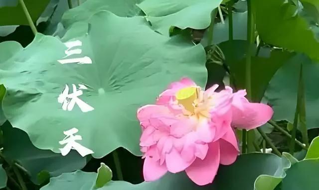 今年三伏天10年一遇，4大特殊的点，今年的高温还要持续多久