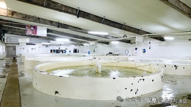 湛江花胶多少钱一斤 湛江花胶产地在哪