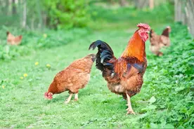 公鸡的交配术：没有生殖器官，却能让母鸡受孕，科学解释来了！图片