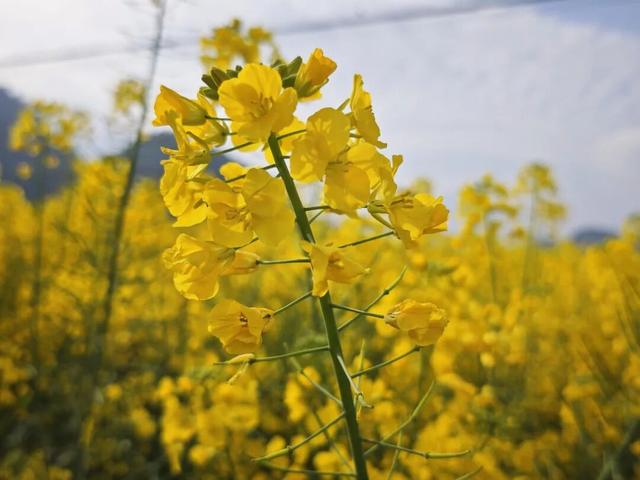 赏花 │ 花开正当时，周六“趣”汇川