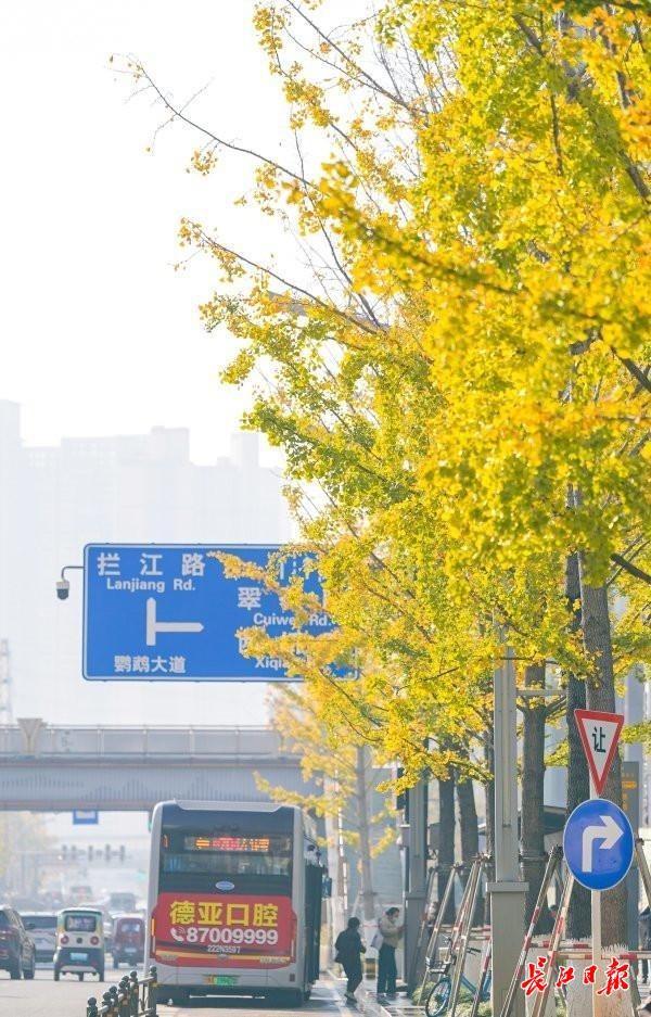 武汉街头4万株银杏披上“黄金甲”，这些地方是最佳观赏点
