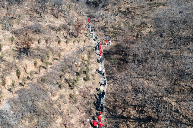 传承2100年汉柏基因 泰山桃花源添77株“古树后代”