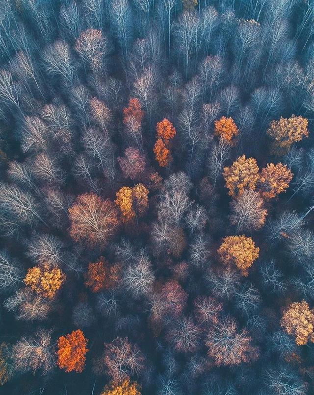 白桦树