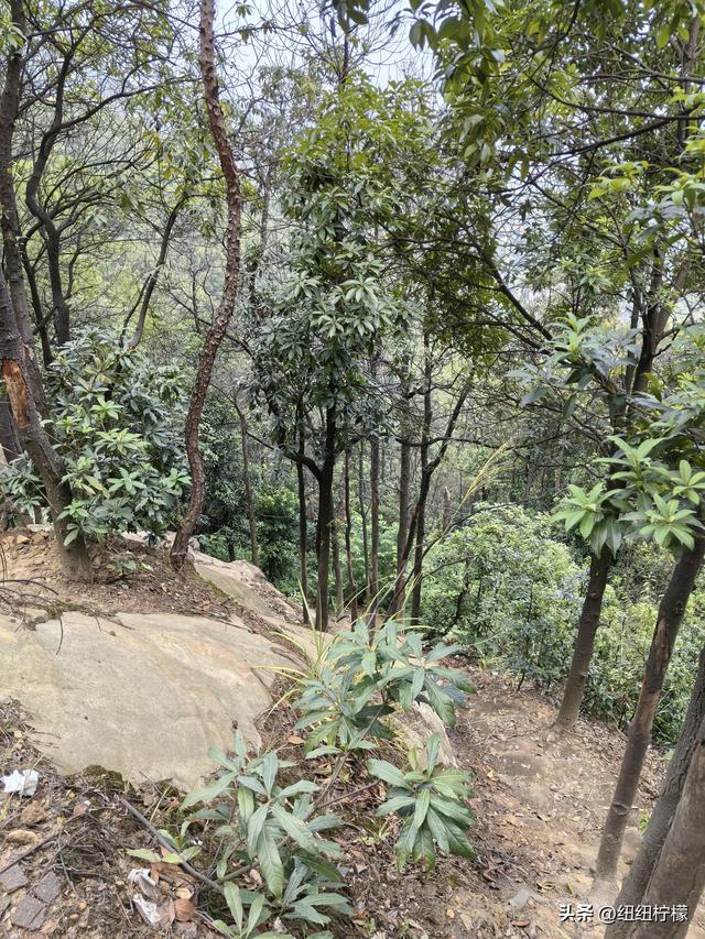 爬山，要量力而行，安全第一，爬歌乐山911更需如此