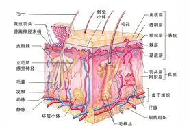 痒和痛是力度不同，还是两件事？深度探究皮肤的奥秘图片
