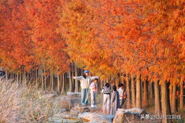 河南淮滨：湖畔杉红，游人来