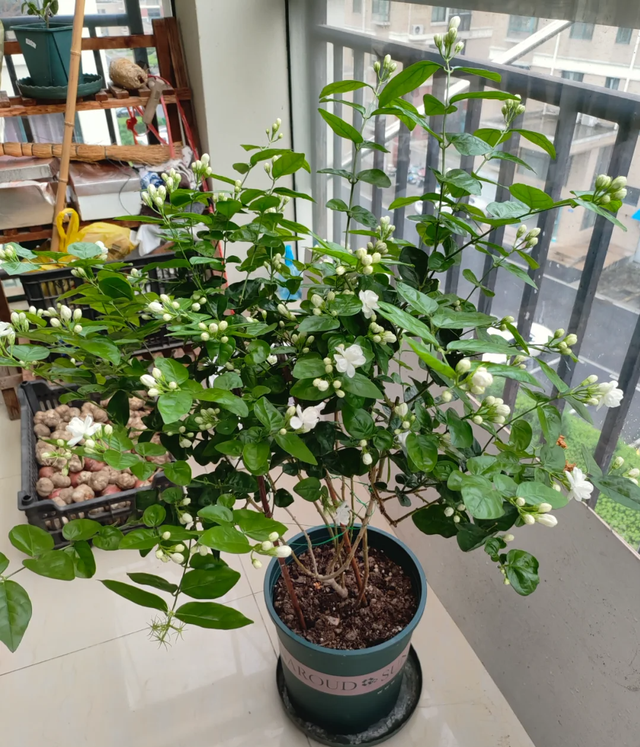 立秋后，6种花进入“危险期”，当心“黄叶”找上门