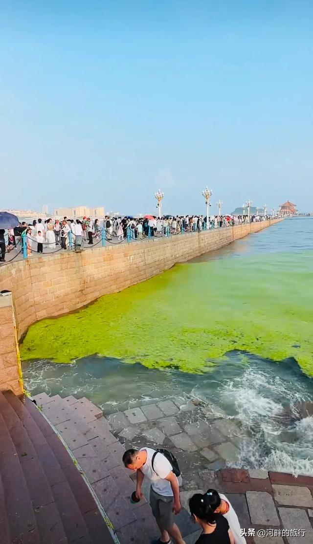 青岛大海，开始飘了浒苔