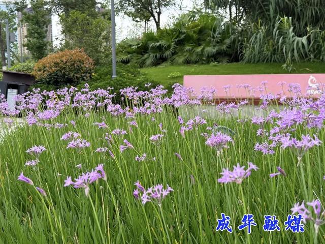双店路，差点就把你划过去了！｜成华融媒