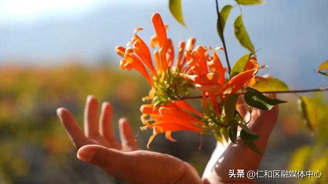 我在仁和等你丨炮仗花瀑如焰,带你提前走进“春节模式”