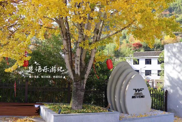 浙江宁波的千年古村，银杏红枫相映堪比油画，梯田茶园比画还要美