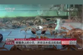 螃蟹身上的“针眼”是有人注水增重？专家：群居动物互相踩踏所致图片