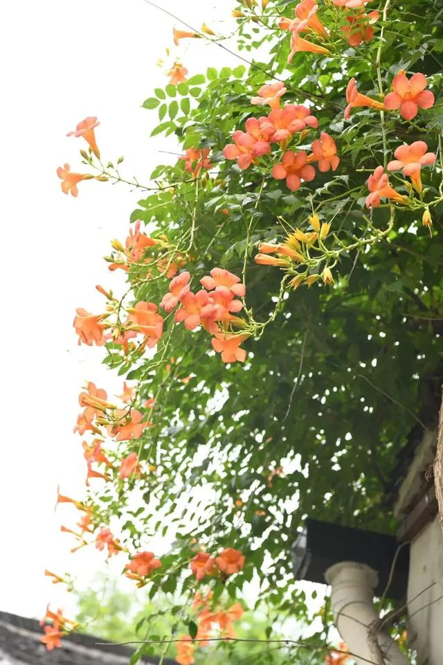 夏日限定凌霄花！带上这份指南来打卡