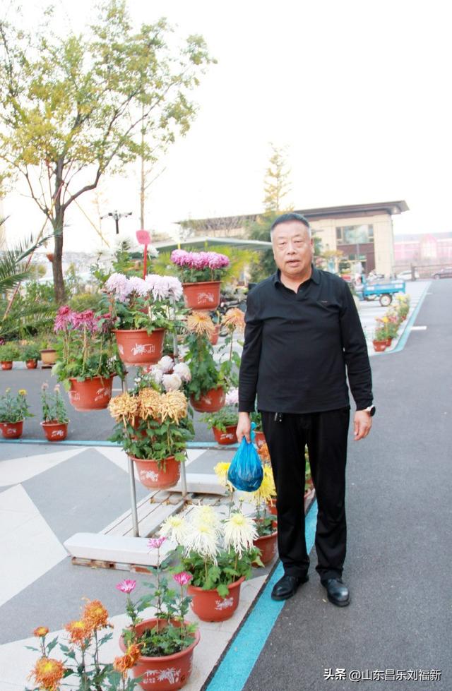 携老伴虹桥花园赏菊（下）