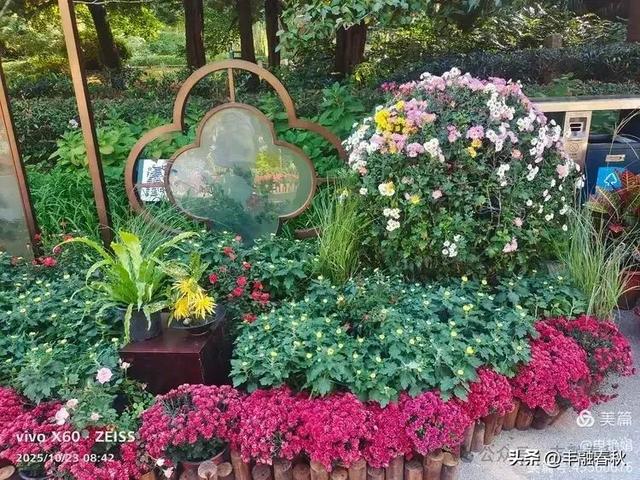 菊绽秋阳里，暗香绕中山｜申艳娟