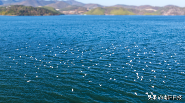 “鸥”耶！现在可以来丹江大观苑看海鸥咯~
